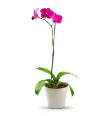 Orquidea Fucsia Mediana Florer A En Lima Florer As Unidas