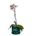 Orquidea Blanca En Box Sonrie - NAV23-13