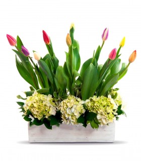 10 Tulipanes Y Hortensias - VIN13