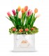 10 Tulipanes - CUABL09