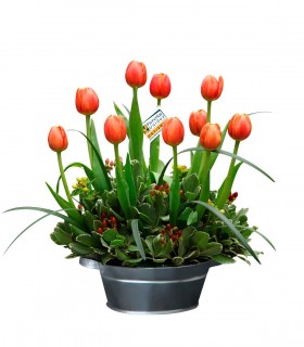 10 Tulipanes - TUL04