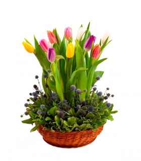 10 Tulipanes Y Erigio - TUL23