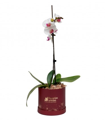 Orquidea Blanca En Box Sonrie - NAV23-13