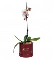 Orquidea Blanca En Box Sonrie - NAV23-13