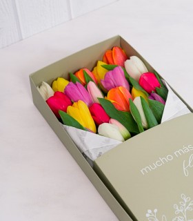 Caja Con 20 Tulipanes - CTx20