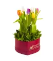 Box Corazón con 6 tulipanes y follaje - SV24-09