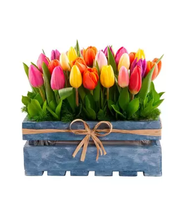 30 Tulipanes - VIN19