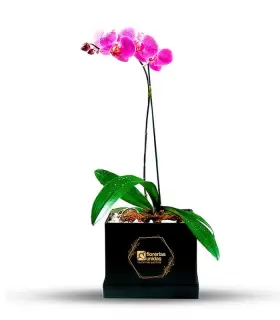 Orquidea Fucsia En Box - ORQBOX2