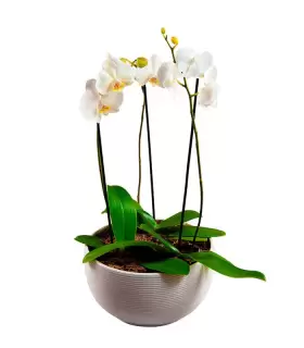 Jardin De Orquideas Blancas - ORQPLANT01