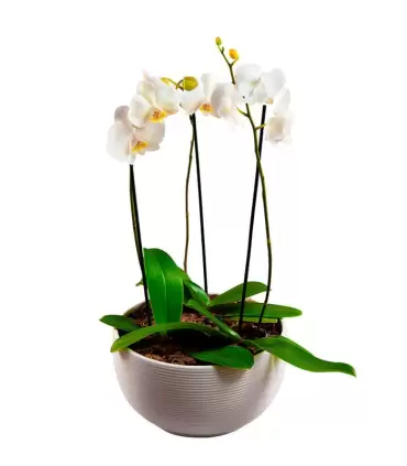 Jardin De Orquideas Blancas - ORQPLANT01