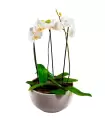 Jardin De Orquideas Blancas - ORQPLANT01