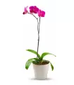 Orquidea Fucsia Mediana - ORQUI04