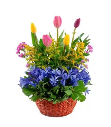 05 Tulipanes Y Flores Variadas - TUL18