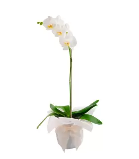 Orquidea Blanca - CON44