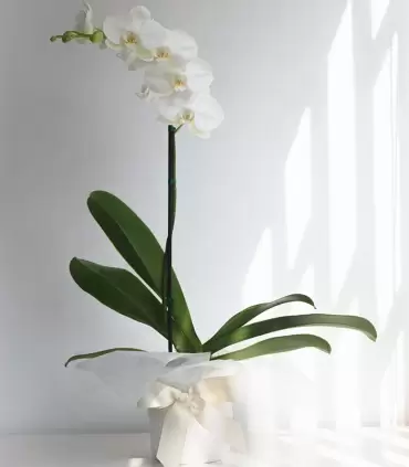Orquidea Blanca - CON44