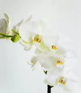 Orquidea Blanca - CON44