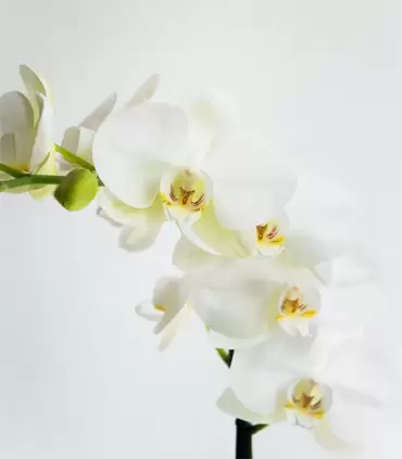 Orquidea Blanca - CON44
