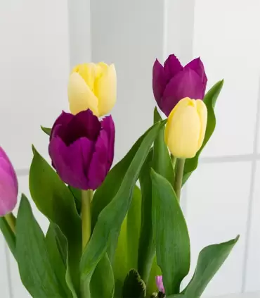 Box con Tulipanes - MA25-06