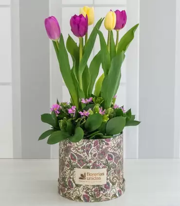 Box con Tulipanes - MA25-06