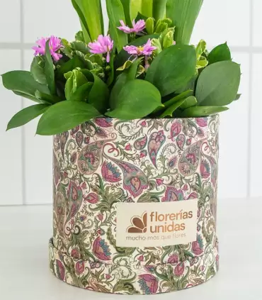 Box con Tulipanes - MA25-06