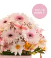 Gerberas, Margaritas Y Astromelias - NAC24