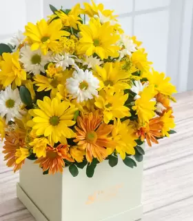 Perla Estefanía - FAM25-03