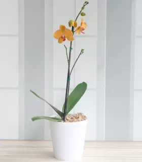 Orquídea amarilla - FAM25-11