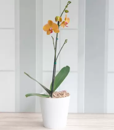 Orquídea amarilla - FAM25-11