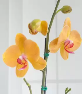 Orquídea amarilla - FAM25-11