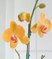 Orquídea amarilla - FAM25-11