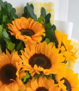 Ramo Noelia	- FAM25-02