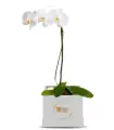 Orquidea Blanca En Box - ORQBOX1