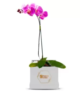 Orquidea Fucsia En Box - ORQBOX2