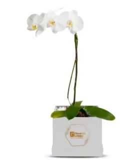 Orquidea Blanca En Box - ORQBOX1