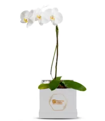 Orquidea Blanca En Box - ORQBOX1