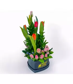 Tulipanes de corazón - Sv26-01