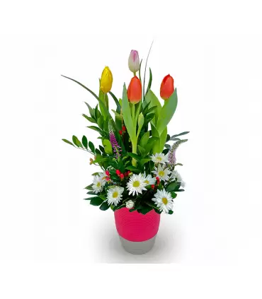 Suspiros Coloridos - Sv26-02