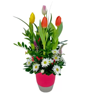 Suspiros Coloridos - SV26-02