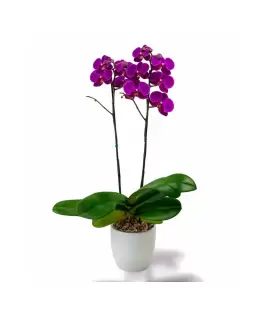 Orquidea de amor - SV26-26