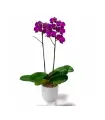Orquidea de amor - SV26-26