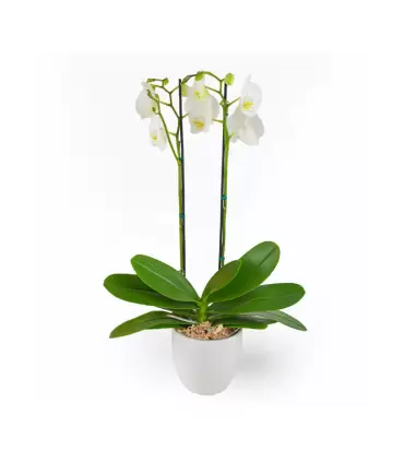 Orquidea de amor - SV26-26