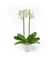 Orquidea de amor - SV26-26