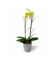 Orquidea de amor - SV26-26