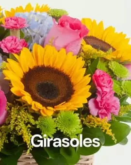 Girasoles