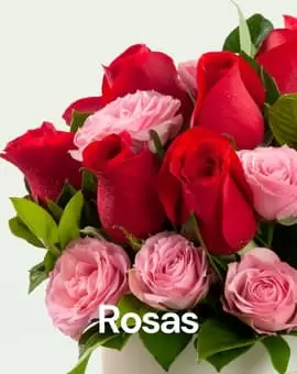 Rosas