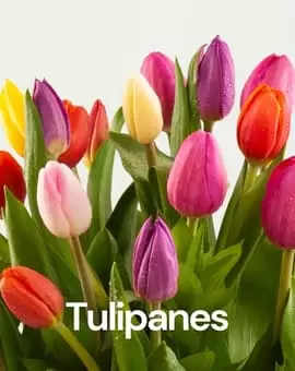 Tulipanes